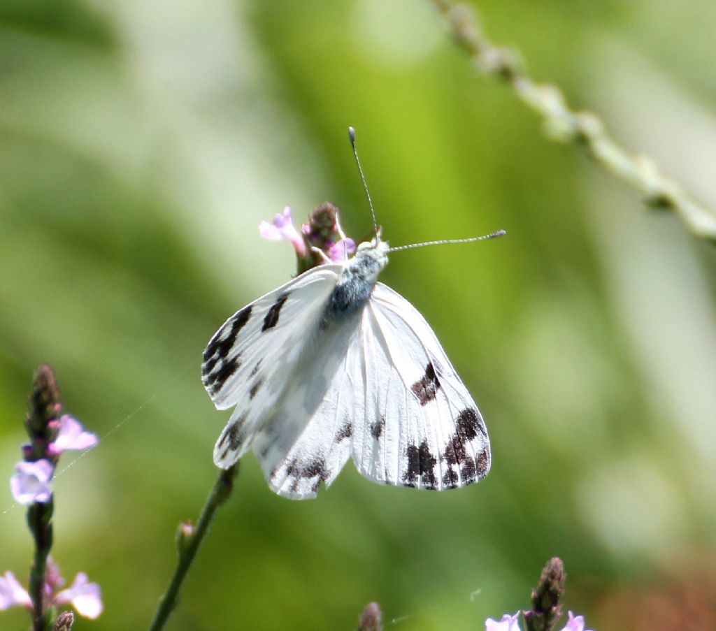 Pontia edusa?